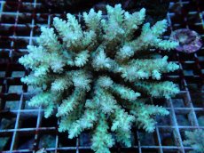 画像1: No.118 フィジー産 ハナガサミドリイシ (1)