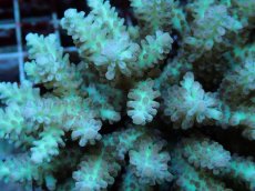 画像2: No.118 フィジー産 ハナガサミドリイシ (2)