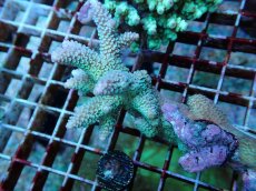 画像2: No.119 フィジー産 ヒメマツミドリイシ (2)