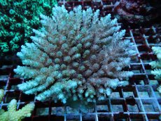 画像1: No.120 フィジー産 クシハダミドリイシ (1)