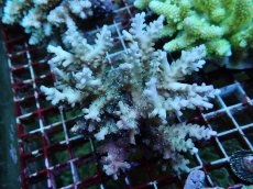 画像1: No.121 フィジー産 ロリペスミドリイシ (1)