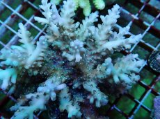 画像2: No.121 フィジー産 ロリペスミドリイシ (2)