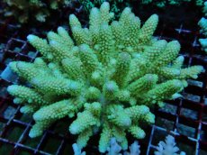 画像1: No.122 フィジー産 ツツユビミドリイシ (1)