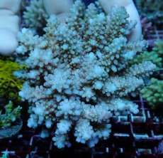 画像1: No.123 フィジー産 浅場ミドリイシ (1)