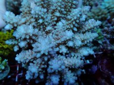 画像2: No.123 フィジー産 浅場ミドリイシ (2)