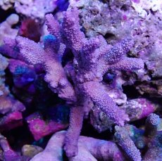 画像1: No.125 フィジー産 ヒメマツミドリイシ (1)