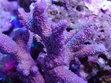 画像2: No.125 フィジー産 ヒメマツミドリイシ (2)