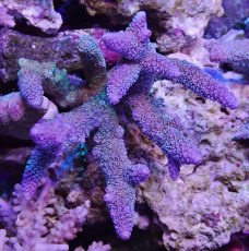 画像1: No.126 フィジー産 ヒメマツミドリイシ (1)