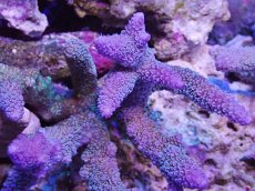 画像2: No.126 フィジー産 ヒメマツミドリイシ (2)