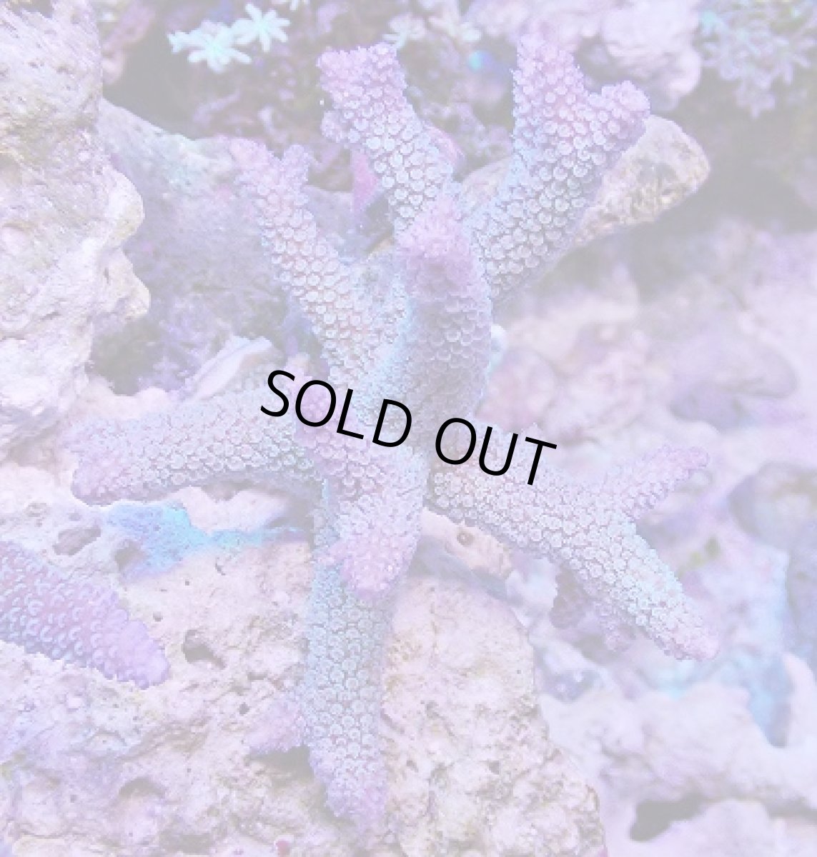 画像1: No.127 フィジー産 ヒメマツミドリイシ (1)