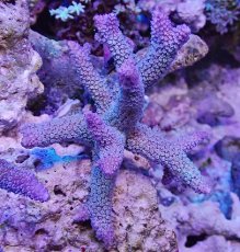 画像1: No.127 フィジー産 ヒメマツミドリイシ (1)