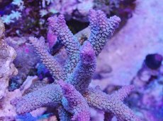 画像2: No.127 フィジー産 ヒメマツミドリイシ (2)