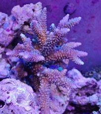 画像1: No.128 フィジー産 スギノキミドリイシ (1)