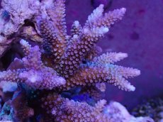 画像2: No.128 フィジー産 スギノキミドリイシ (2)