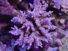 画像1: No.129 フィジー産 浅場ミドリイシ (1)