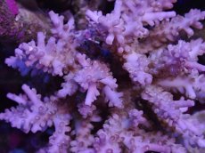 画像2: No.129 フィジー産 浅場ミドリイシ (2)