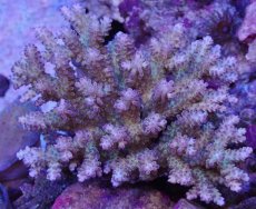 画像1: No.130 フィジー産 浅場ミドリイシ (1)