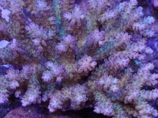 画像2: No.130 フィジー産 浅場ミドリイシ (2)