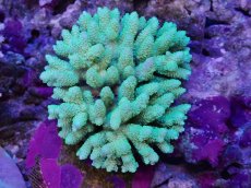 画像1: No.131 フィジー産 ハイマツミドリイシ (1)