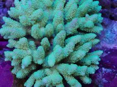 画像2: No.131 フィジー産 ハイマツミドリイシ (2)