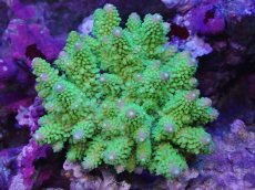 画像1: No.132 フィジー産 ツツユビミドリイシ (1)