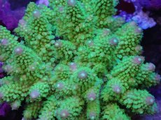 画像2: No.132 フィジー産 ツツユビミドリイシ (2)