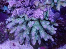 画像2: No.133 フィジー産 ハイマツミドリイシ (2)