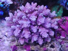 画像1: No.134 フィジー産 浅場ミドリイシ (1)