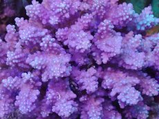 画像2: No.134 フィジー産 浅場ミドリイシ (2)