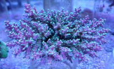 画像1: No.135 ツツハナガサミドリイシ　　【人気No.1】 (1)