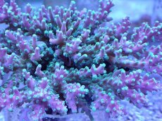 画像2: No.135 ツツハナガサミドリイシ　　【人気No.1】 (2)