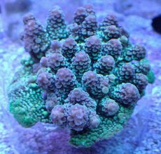 画像1: No.136 コユビミドリイシ (1)