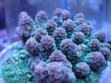 画像2: No.136 コユビミドリイシ (2)