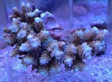 画像1: No.137 【rare】浅場ミドリイシ　　【珍しい、レアな個体♪】 (1)