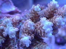 画像2: No.137 【rare】浅場ミドリイシ　　【珍しい、レアな個体♪】 (2)