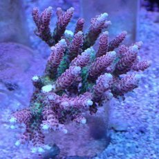 画像1: No.138 【rare】浅場ミドリイシ　　【珍しい、レアな個体♪】 (1)