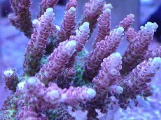 画像2: No.138 【rare】浅場ミドリイシ　　【珍しい、レアな個体♪】 (2)