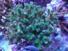 画像1: No.139 ハナヤサイサンゴ　グリーン (1)