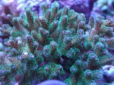 画像2: No.139 ハナヤサイサンゴ　グリーン (2)