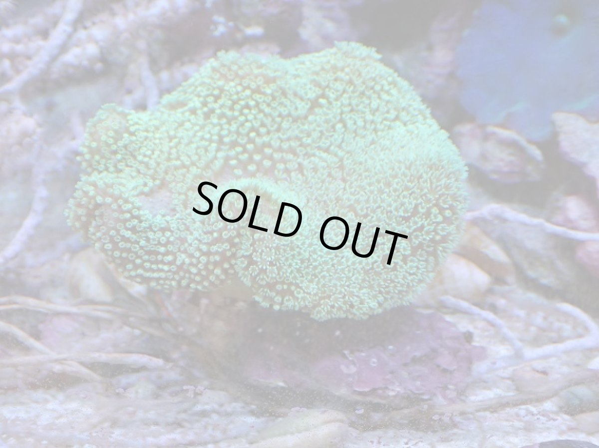 画像1: No.1 沖縄産 ウミキノコ グリーン (1)