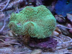 画像1: No.1 沖縄産 ウミキノコ グリーン (1)