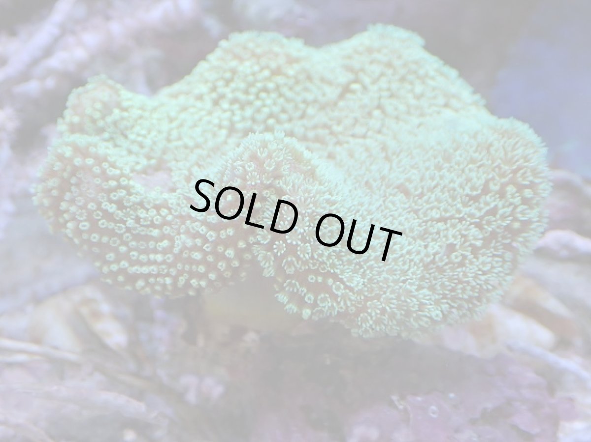 画像2: No.1 沖縄産 ウミキノコ グリーン (2)