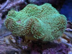 画像2: No.1 沖縄産 ウミキノコ グリーン (2)