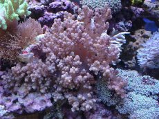 画像1: No.1 沖縄産 スジチヂミトサカ　　【迫力ある大きめサイズ！】 (1)