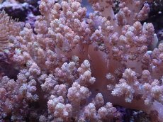 画像2: No.1 沖縄産 スジチヂミトサカ　　【迫力ある大きめサイズ！】 (2)