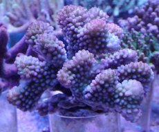 画像1: No.140 ヘラジカハナヤサイサンゴ (1)