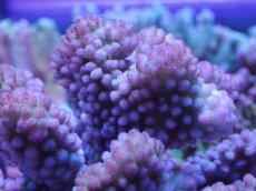 画像2: No.140 ヘラジカハナヤサイサンゴ (2)