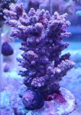 画像1: No.141 ウスエダミドリイシ ピンク (1)