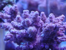 画像2: No.141 ウスエダミドリイシ ピンク (2)