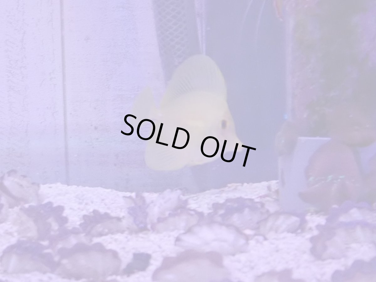 画像1: キイロハギ 画像個体　　【人気No.1】 (1)